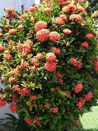 Ixora Prince Of Orange Prince Of Orange Information Photos Trees To Plant Tropical Landscape Design Rose Trees