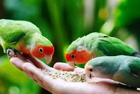 Galeri lovebird konslet😍 ▫️follow @lovebirdkonslet_indonesia ▫️tag @lovebirdkonslet_indonesia ▫️hastag #lovebirdkonsletindonesia. 6 Jenis Pakan Lovebird Terbaik Lomba Konslet Dan Ternak