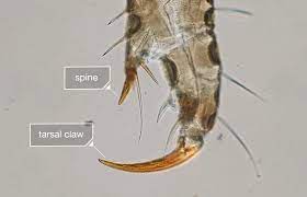 Head lice have 3 stages of development: Video Secrets Of Head Lice And How To Beat Them Shots Health News Npr