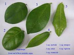 « the hoyas database front page. Hoya Australis Types Hoya Plants Wax Flowers Plant Leaves