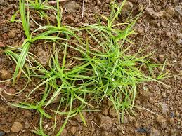 Image result for Kyllinga alba