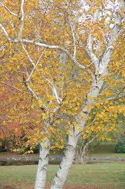 Birch Trees In Fall Photos Birch Trees Have Yellow To Golden Fall Foliage Color The Bark On Some Varieties Is A Nice Bonus Carrying Over In Birch Tree Art Beautiful Tree Birchwood Tree