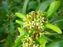 Image result for Pittosporaceae