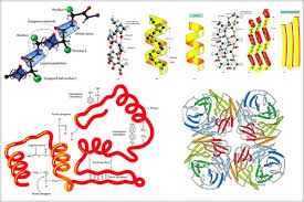 Ei constituie unitatile structurale de baza ale poliprotidelor. Proteinele Clasificarea Proteinelor Proteinele Globulare Proteinele Fibroase