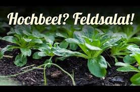 Das wissen um die ansprüche und den nutzen von schwachzehrern kann im garten zu höheren erträgen, gesünderen pflanzen und einer effizienterer nutzung der vorhandenen anbauflächen. Gartengemusekiosk Youtube Hochbeet Feldsalat Pflanzen