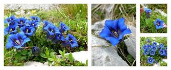 È il naturalista svizzero conrad gessner che ci parla nei suoi scritti di questo fiore probabilmente conosciuto durante la sua ascensione al monte pilatus (nel 1555) nei pressi di lucerna. Fiori Di Montagna Ortaggi Che Passione