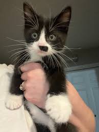 Where can I rent a side by side?