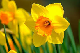 Foto utili per conoscere e imparare tutti i fiori primaverili più belli e importanti. Fiori Di Primavera