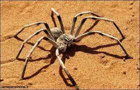 Deserts are hot and dry. Ancient Egyptian Spider Art Celebrating The God Of Weaving Green Prophet
