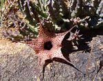 Image result for Huernia longituba