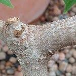 Image result for Ficus polita