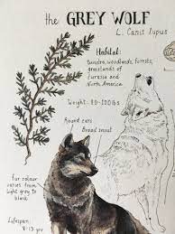 natural study grey wolf print 5x7 natur skizze naturtagebuch natur zeichnen