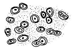34 integumentary system worksheet coloring. Tissues Worksheet Wikieducator