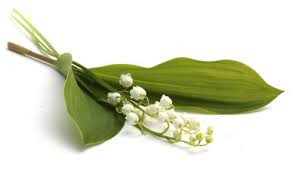 Check spelling or type a new query. Muguet Plantation Floraison Et Conseils D Entretien