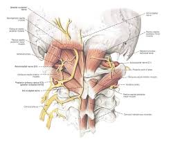Tinnitus Symptoms Can Be Different For Everyone With Images Craniosacral Therapy Occipital Tmj