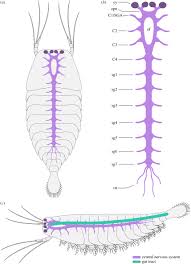 Spinal nerves—one of 31 pairs of nerves that originate on the spinal cord from anterior and posterior roots. Proclivity Of Nervous System Preservation In Cambrian Burgess Shale Type Deposits Proceedings Of The Royal Society B Biological Sciences