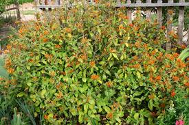 Image result for Justicia striolata