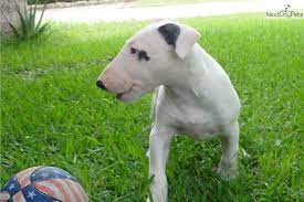 Rita Akc Bull Terrier Female Bull Terrier Puppy Bull Terrier For Sale Bull Terrier