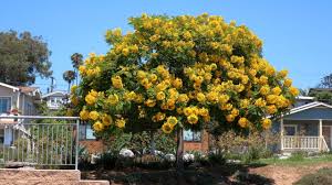 Check spelling or type a new query. 17 Beautiful Cassia Tree Varieties Progardentips