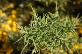 Image result for Ulex