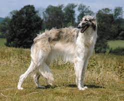 Our borzoi and silkens have been rewarded in the ring with multiple group wins and placements; Borzoi Breed Of Dog Britannica