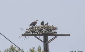 Download eagles nest images and photos. Bald Eagles Nest Locally Cai