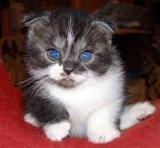 Scottish Fold Kittens 22 Photo Goruntuler Ile Iran Kedisi
