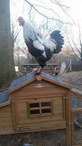 Black and white rooster with green tail. Rooster Breed Green Tail Feathers Backyard Chickens Learn How To Raise Chickens