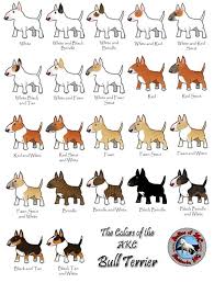 Ebt Colours Bull Terrier Miniature Bull Terrier Mini Bull Terriers