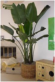 White Bird Of Paradise Palm Tree Grow Tropical Indoor Plants The Garden Glove House Plants Indoor Plants Indoor Palms