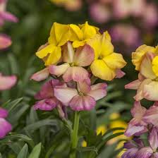 Image result for Eriosema pumilum