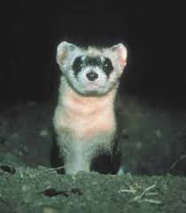 Black Footed Ferret