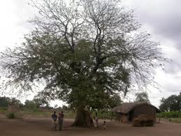 Image result for Cordyla