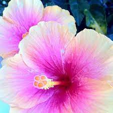 Waiakea Hawaiian Volcanic Water Amazing Flowers Pretty Flowers Hibiscus