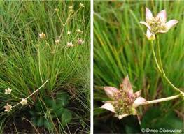 Image result for Cyathula natalensis