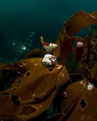 Image result for Wolffiella denticulata