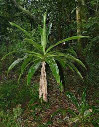 Image result for Dracaena laxissima