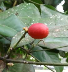 Image result for Gnetaceae