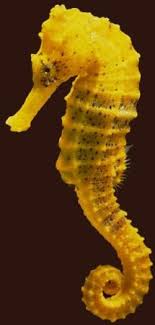 It S A Colorful Life Seahorse Endangered Species Beautiful Sea Creatures