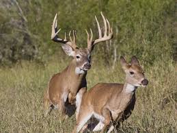 Hunting Insider Whitetail Deer Pictures Big Deer Whitetail Hunting