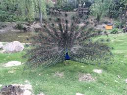 Deutschland ist nicht nur das land der dichter und denker sondern auch ein land der freizeitparks. Affen Und Vogelpark Eckenhagen Komaun De