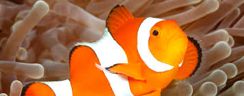 Image result for clownfish