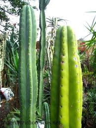 80 to 100 grams of san pedro would be a decent mellow trip but, don't expect much. Trichocereus Clones Hybrids