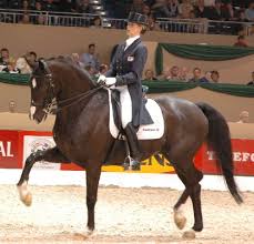 Afbeeldingsresultaat voor paarden dressuur