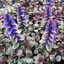Image result for Ajuga