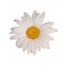 Pin By Taidus On Fashion White Flower Png Flower Icons Daisy Flower