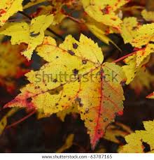 Autumn leaves with five maple leaf foliage arranged in a multi colored seasonal themed concept as a symbol of the fall weather on a white background. Gold Maple Leaves With Red Leaf Vein Fall Colors Stock Images Page Everypixel