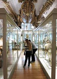 Visit hmnh.harvard.edu for more information. Harvard Museum Of Natural History Indoor Fun In Harvard Square Yankee Magazine Natural History Museum History