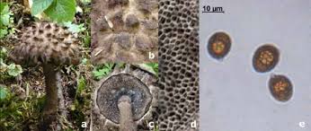 Image result for Strobilomyces strobilaceus