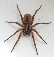 spiders list what type of spiders show up in a florida home